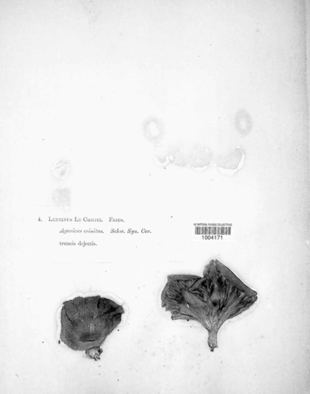 Lentinus lecomtei image